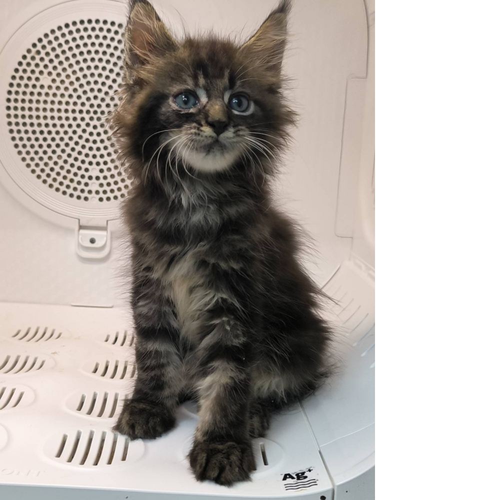 棕虎斑緬因貓-妹妹