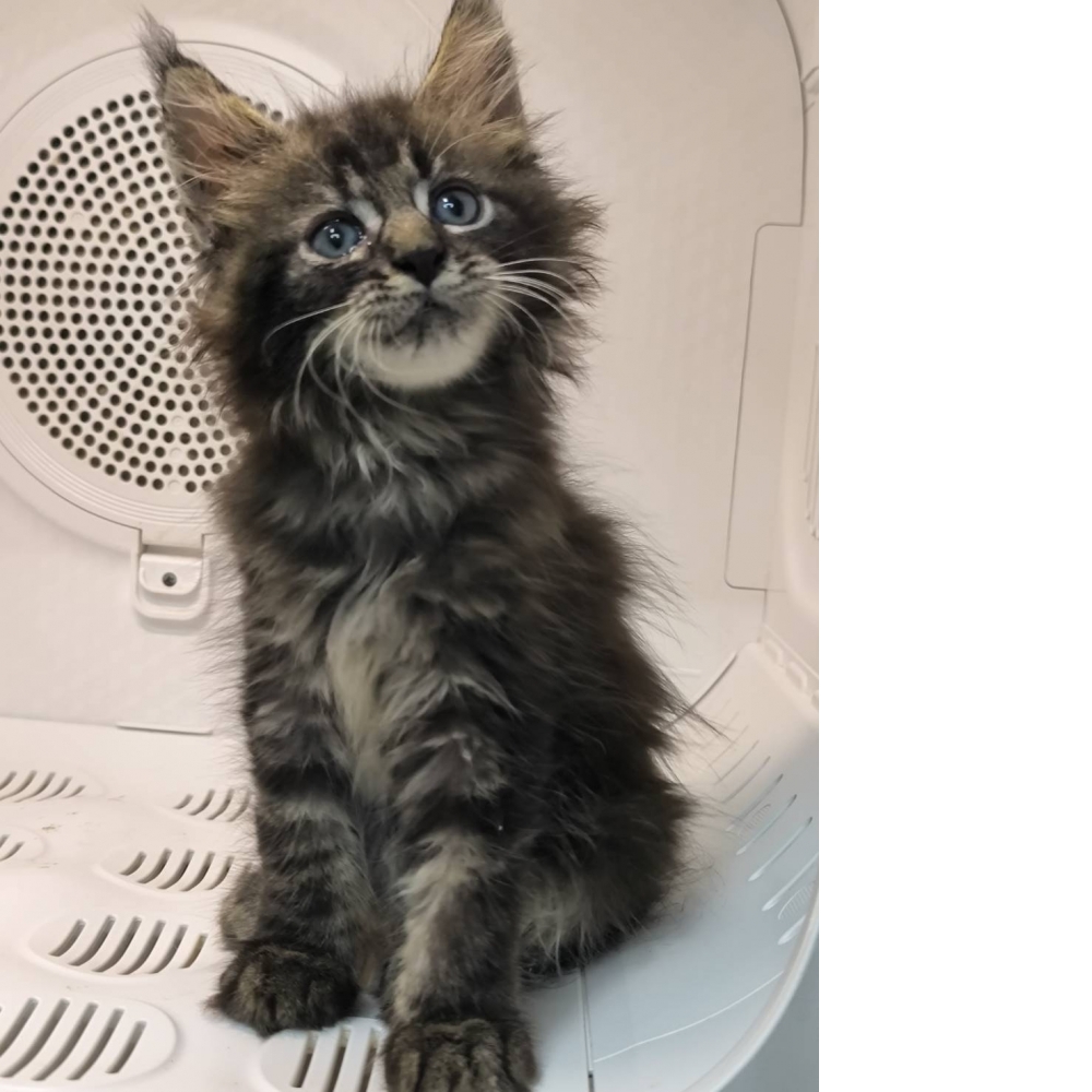 棕虎斑緬因貓-妹妹