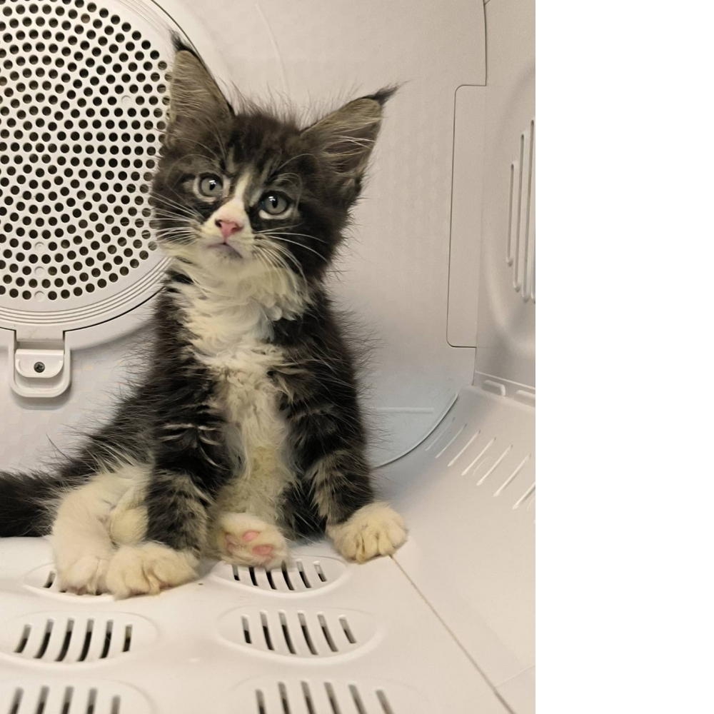 棕虎斑緬因貓-妹妹