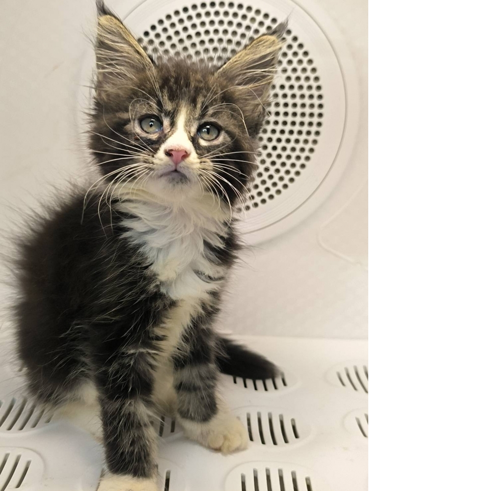 棕虎斑緬因貓-妹妹