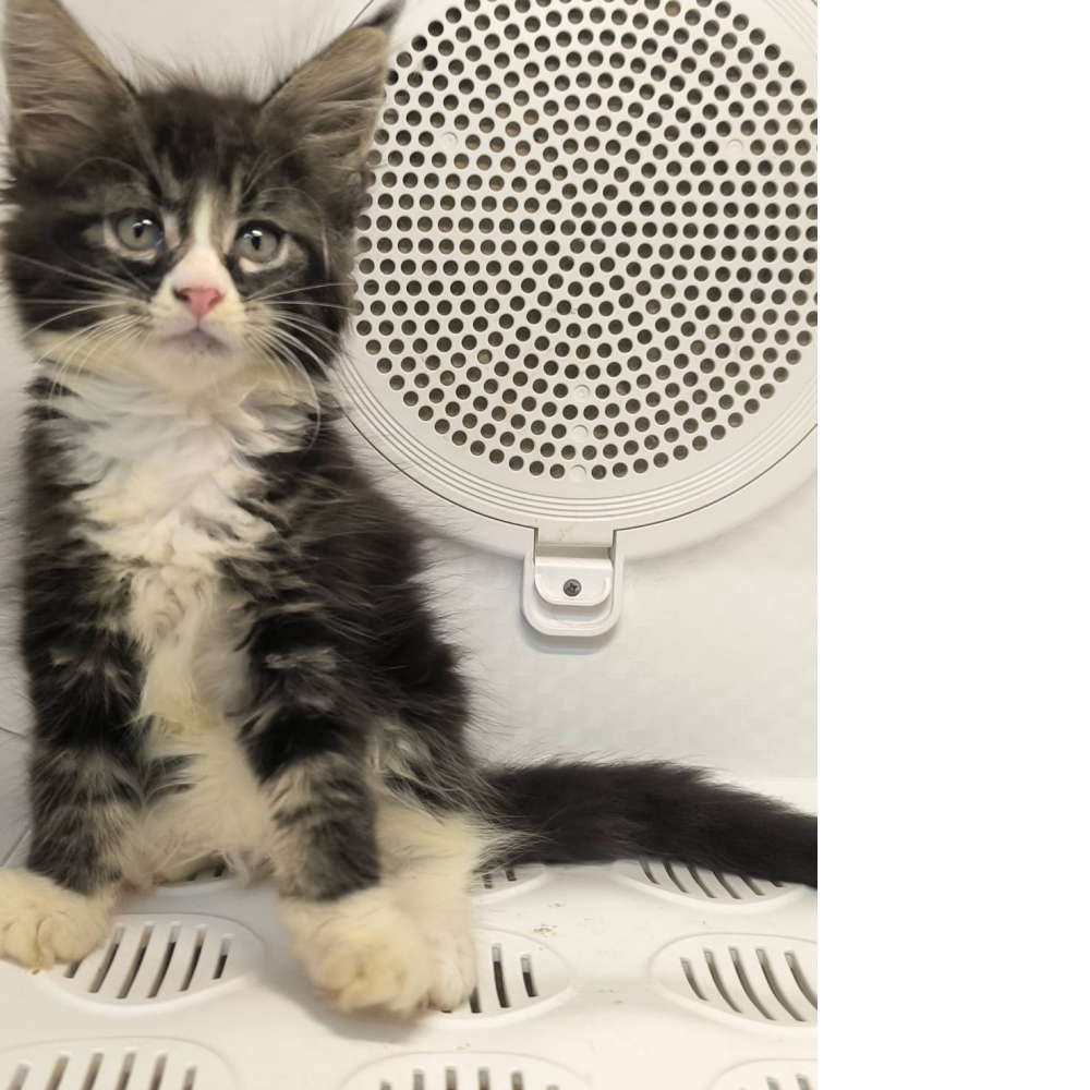 棕虎斑緬因貓-妹妹