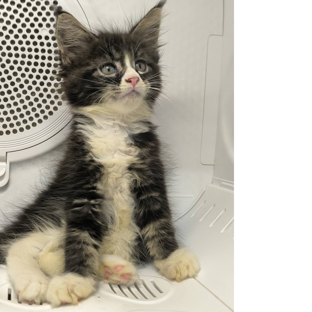 棕虎斑緬因貓-妹妹