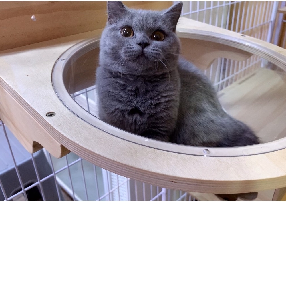 英國短毛貓 - 藍色