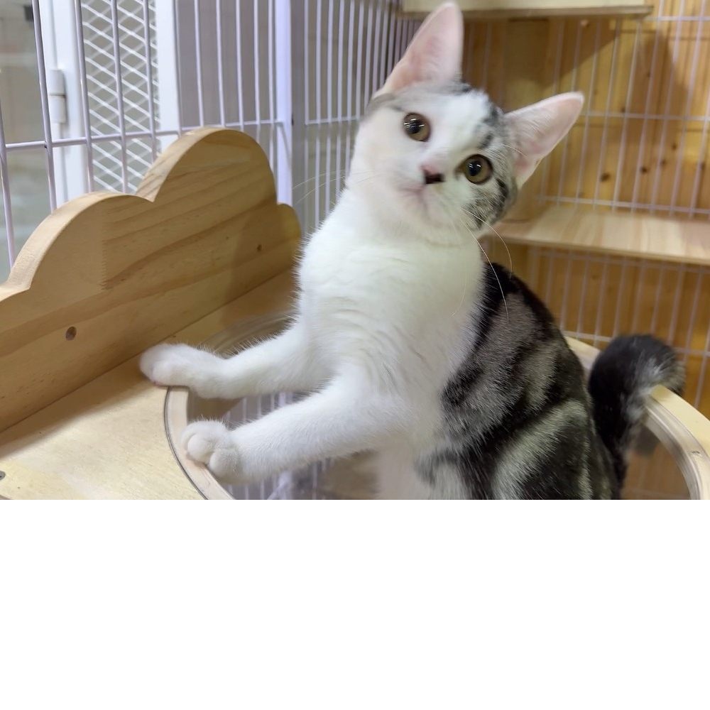 美國短毛貓 - 加白