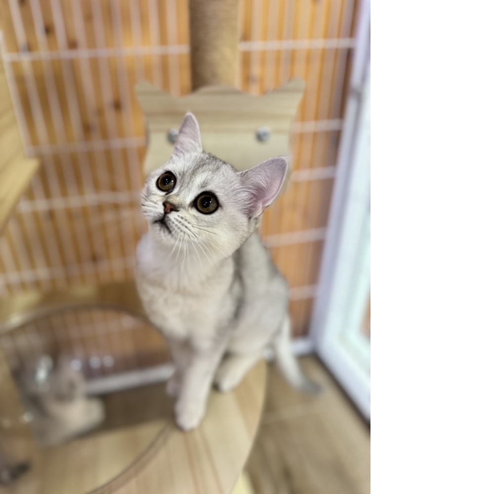 英國短毛貓 - 銀色