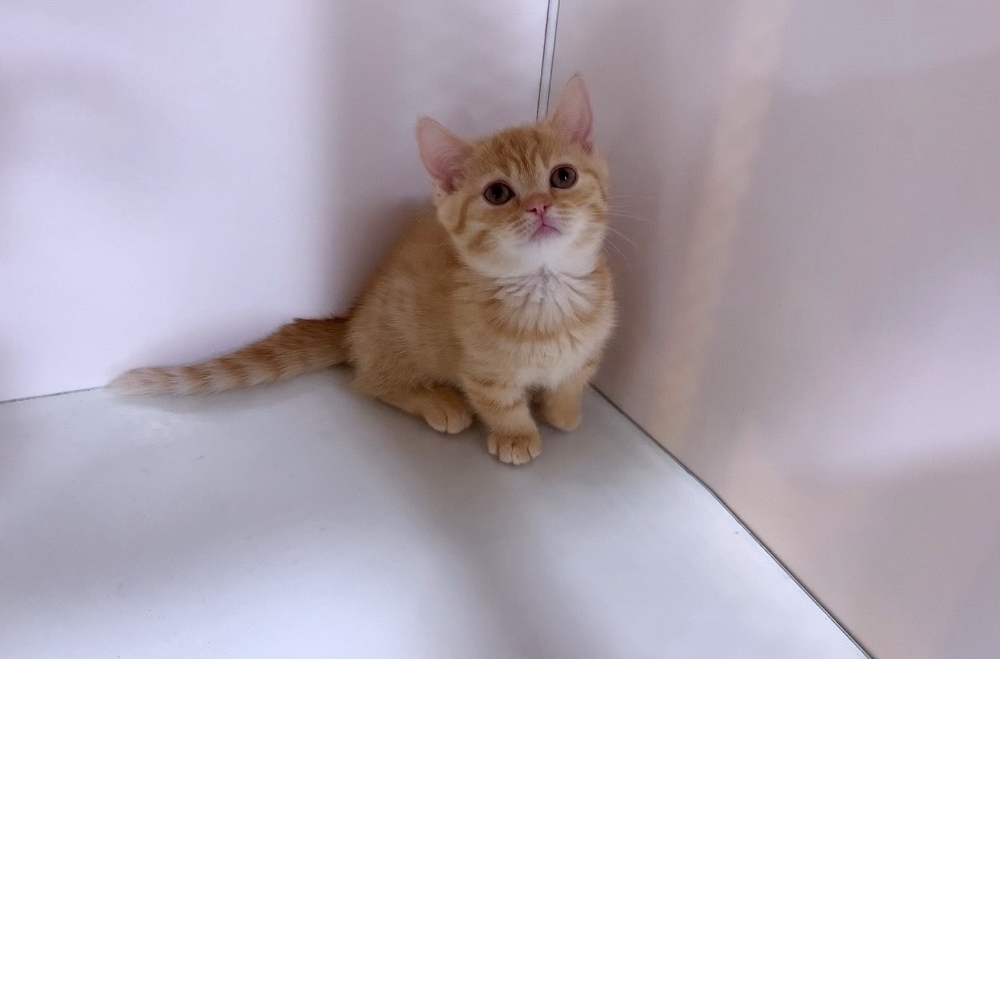 曼赤肯貓 - 橘色(