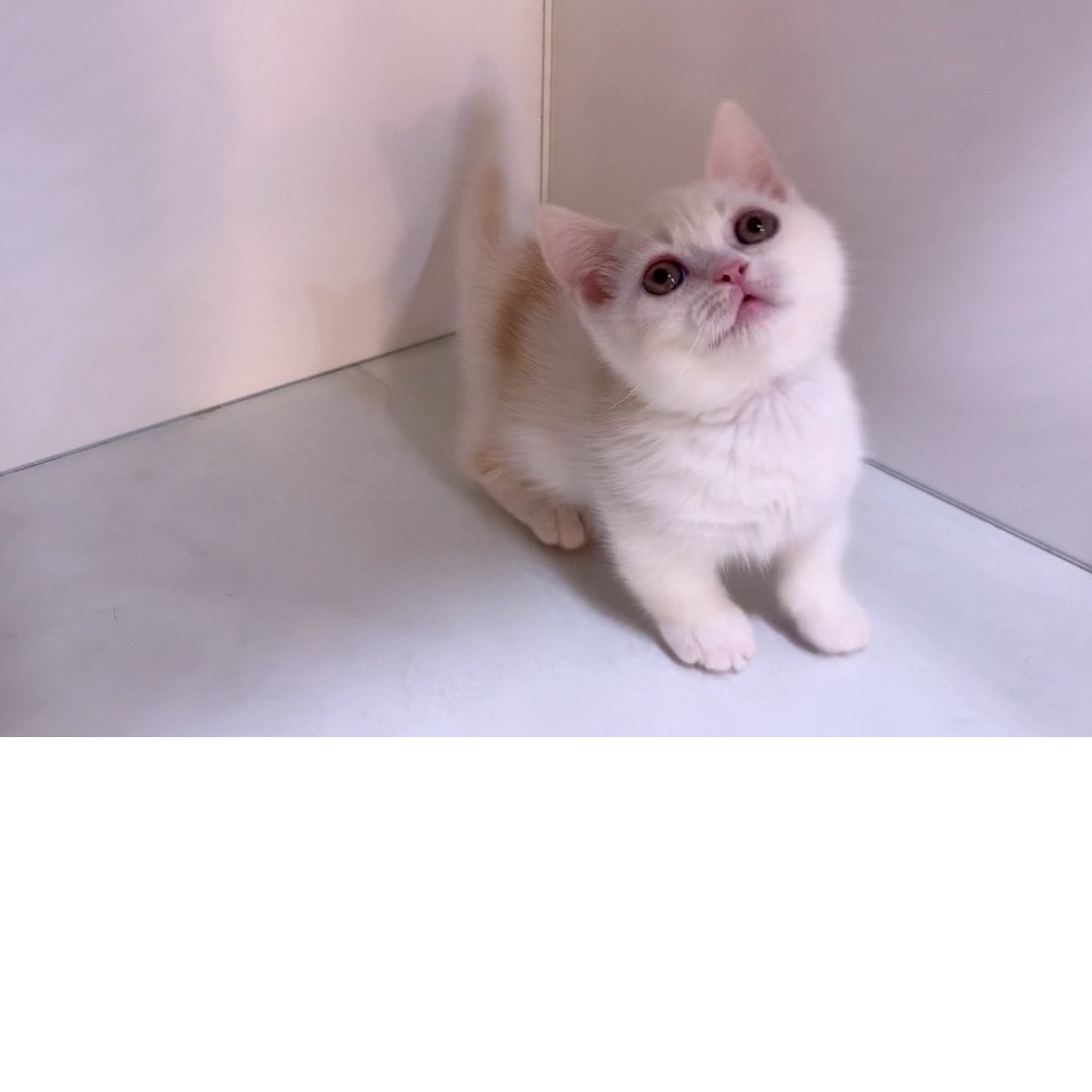 曼赤肯貓 - 奶橘(