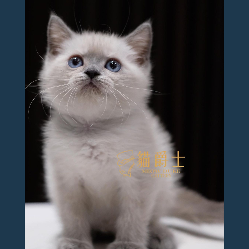 藍重點英國短毛貓