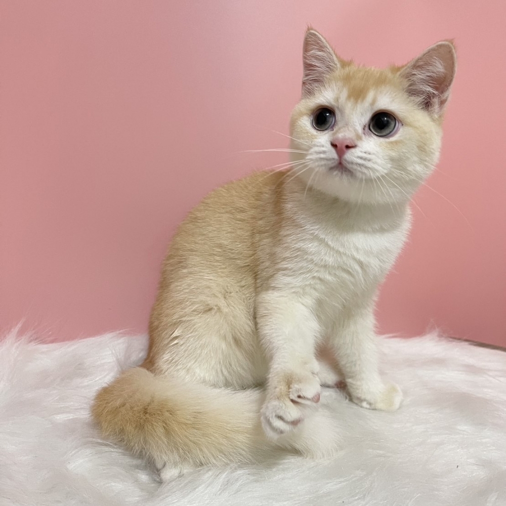 乳金漸層英短弟弟(已有家)