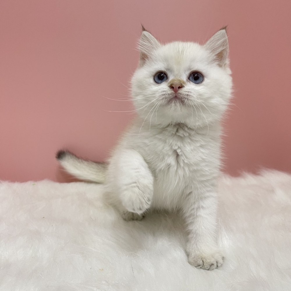 黑金重點漸層弟弟(已有家)