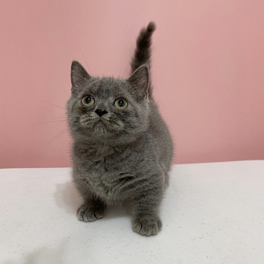 藍曼赤肯妹妹0210