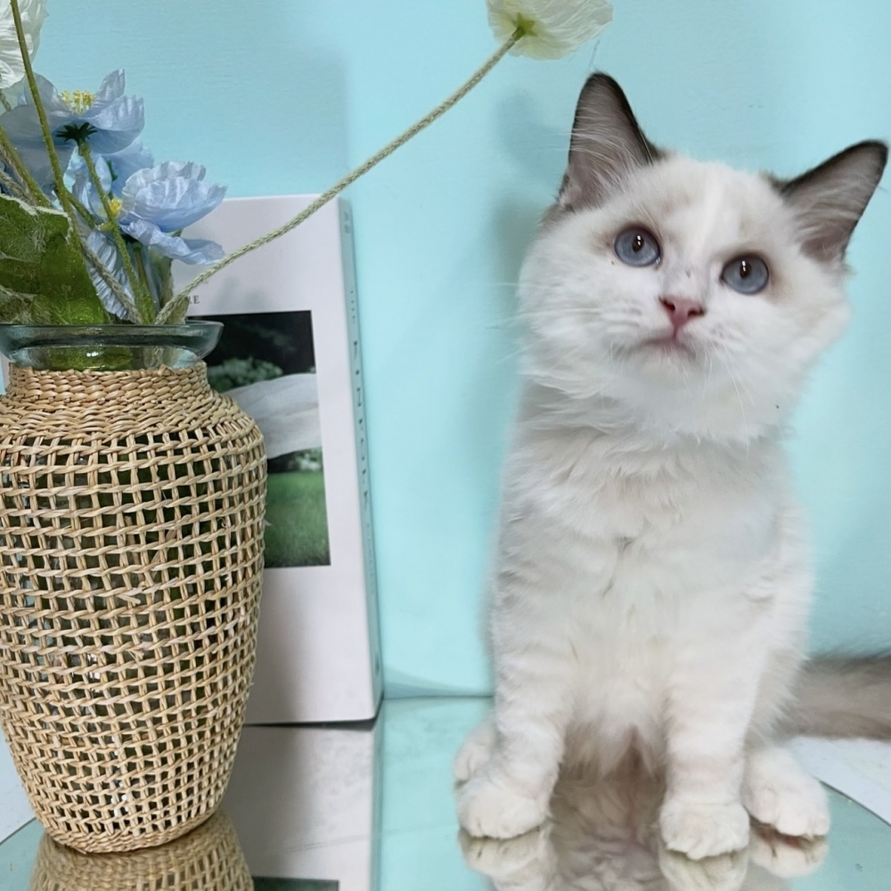 海豹雙色布偶弟弟(已有家)