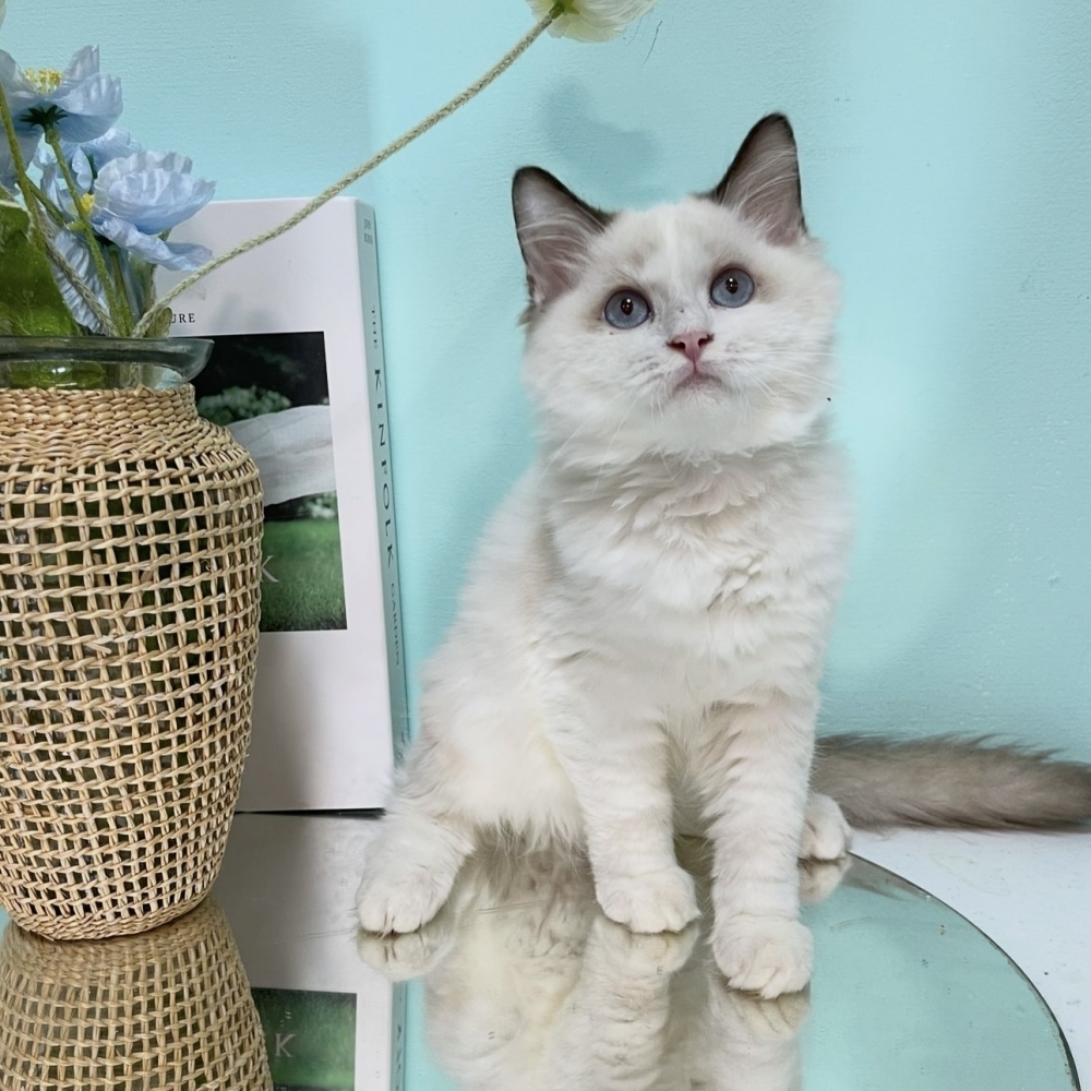 海豹雙色布偶弟弟(已有家)