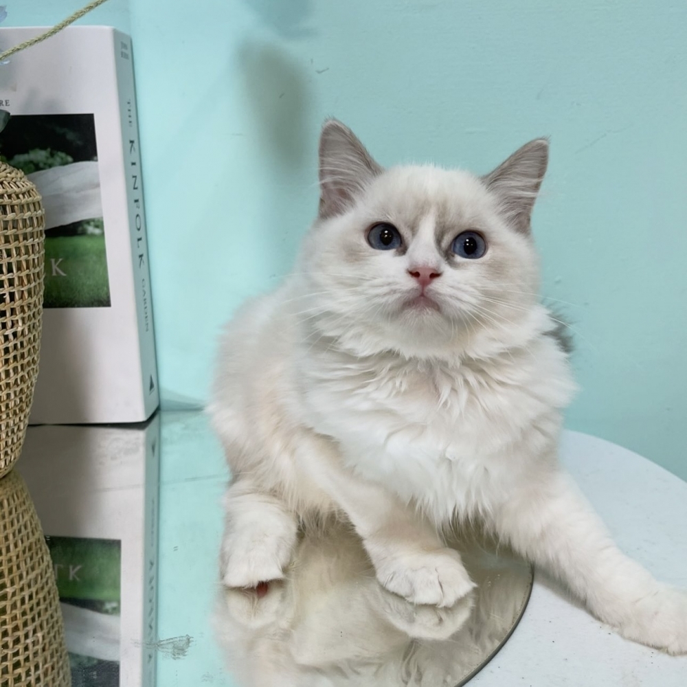 藍雙色布偶妹妹(已有家)