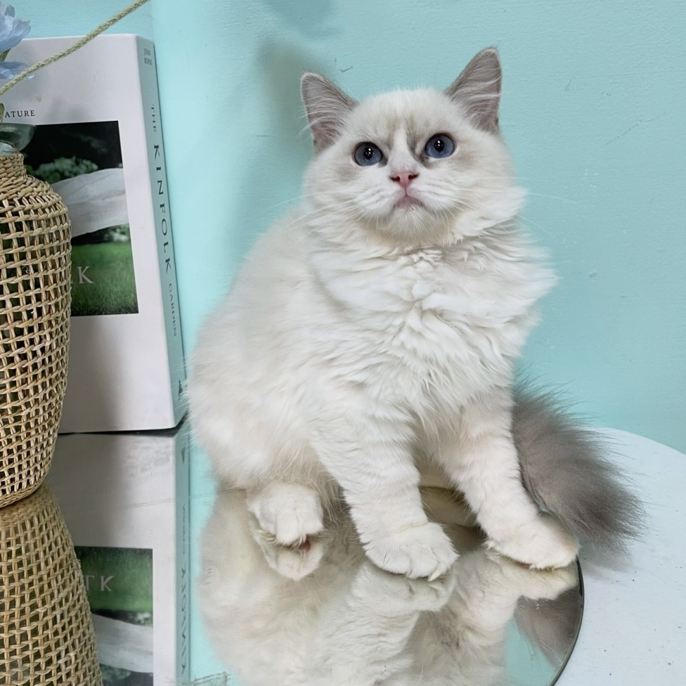 藍雙色布偶妹妹(已有家)