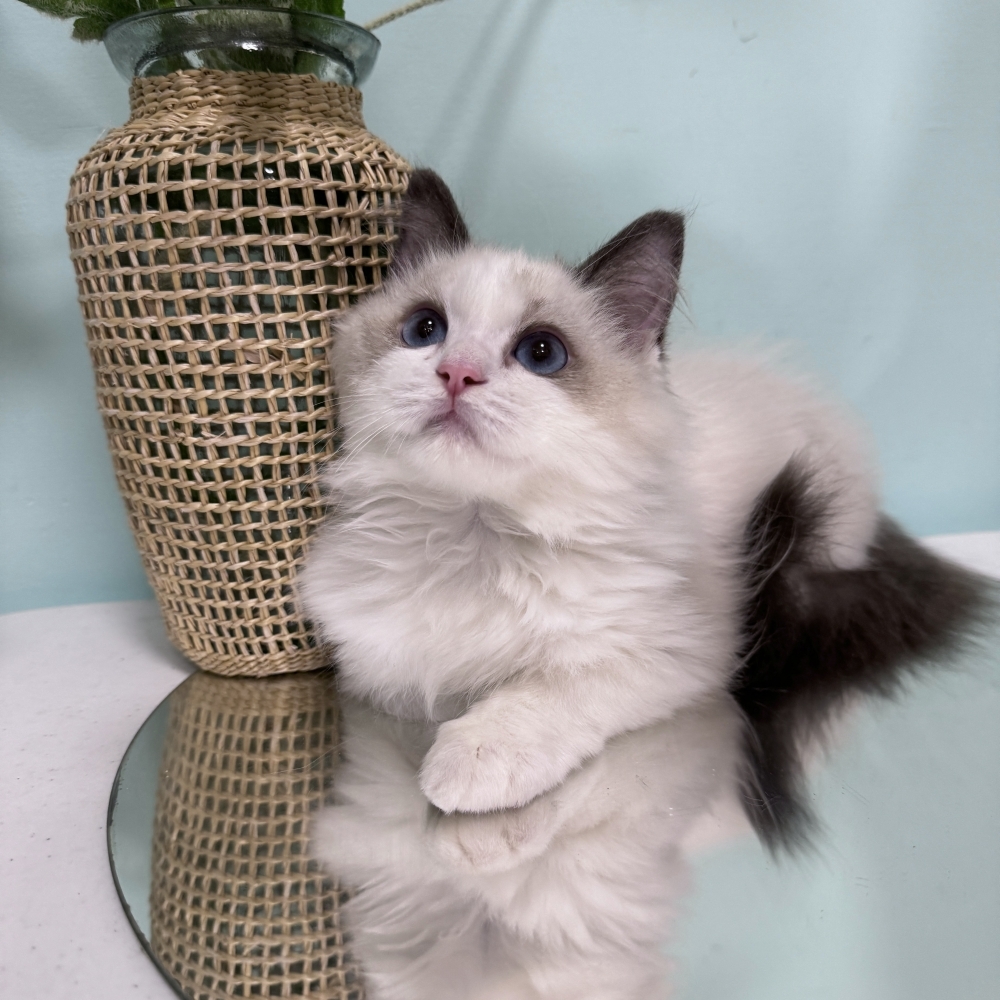 海豹雙色布偶弟弟(已有家)