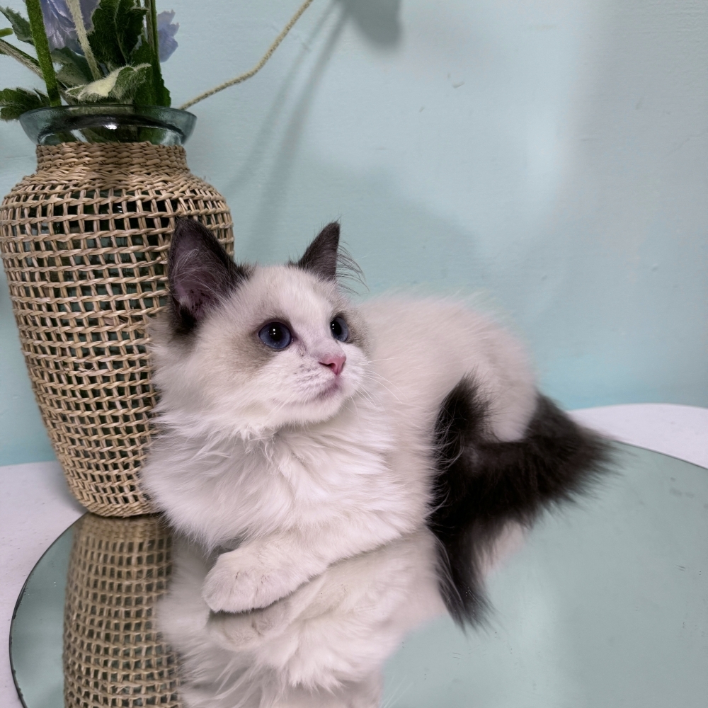 海豹雙色布偶弟弟(已有家)