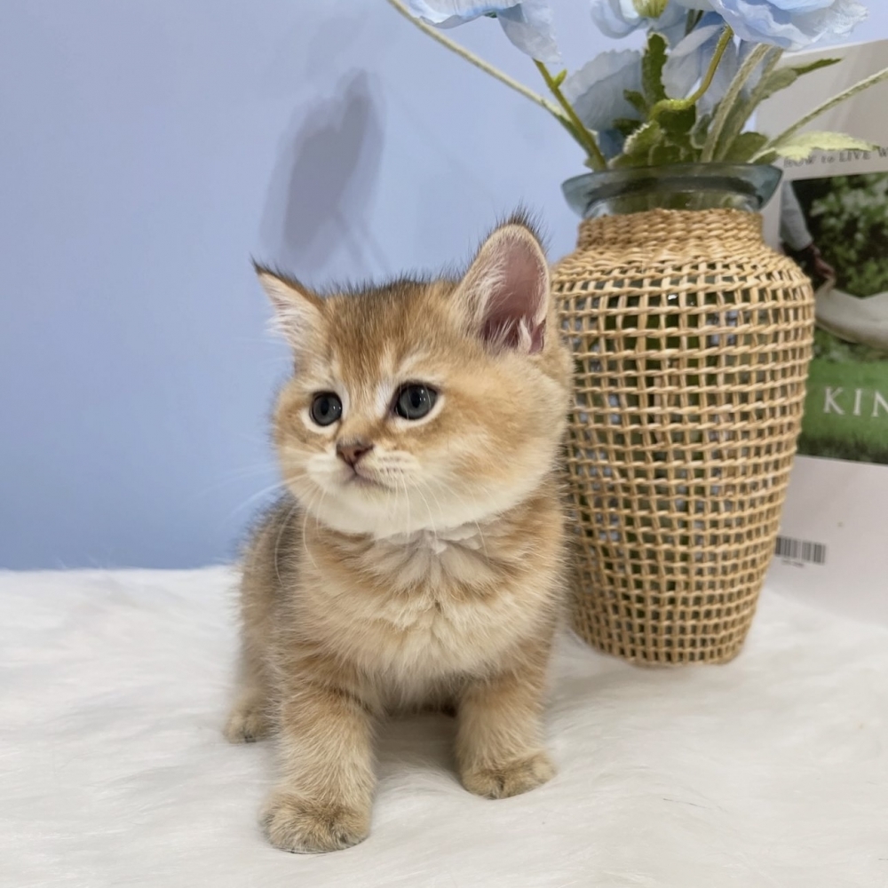 黑金漸層英短弟弟(已有家)