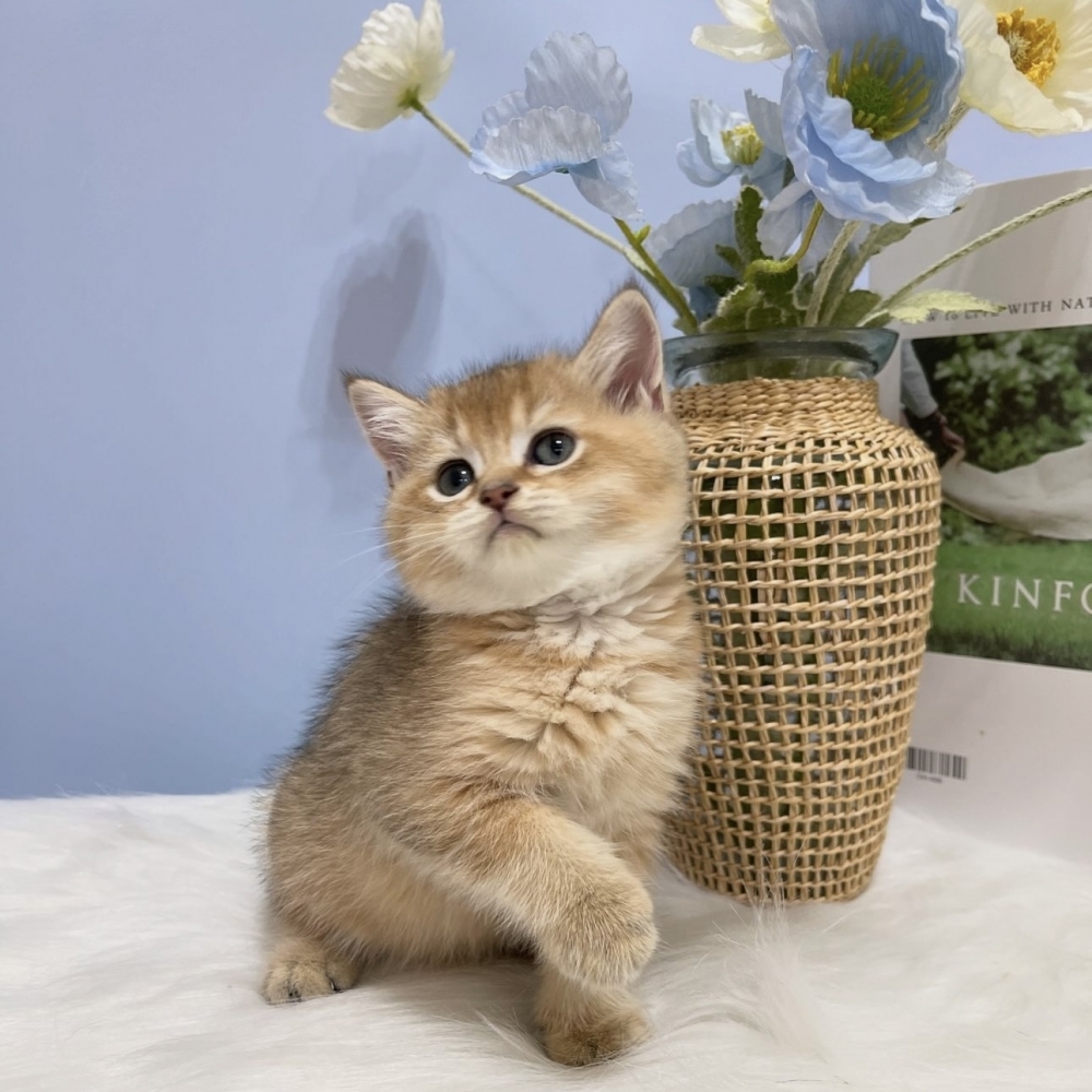 黑金漸層英短弟弟(已有家)