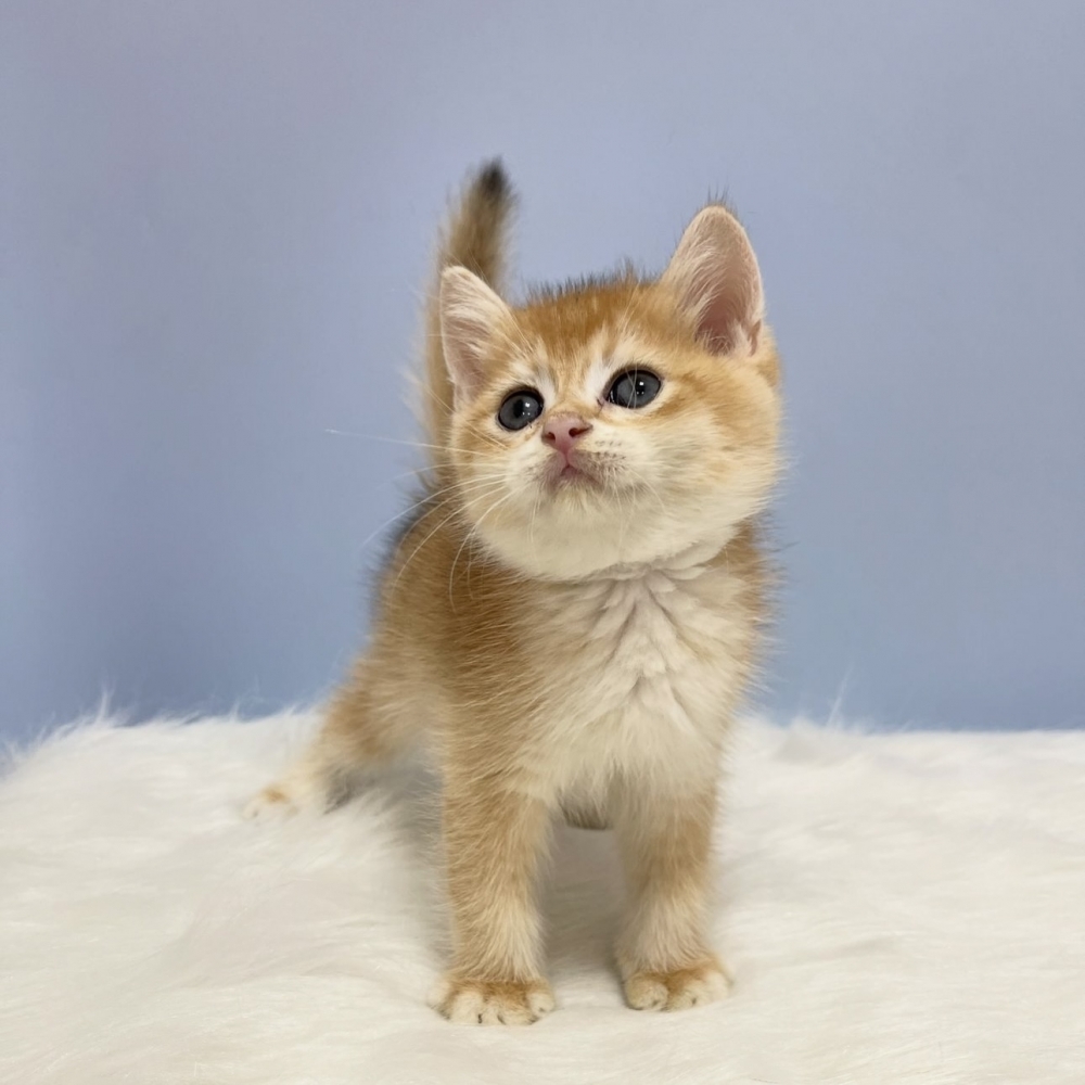 黑金漸層英短弟弟(已有家)