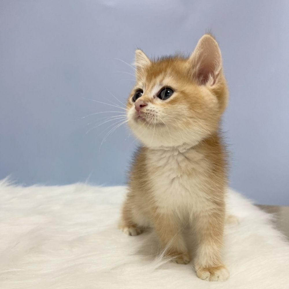 黑金漸層英短弟弟(已有家)