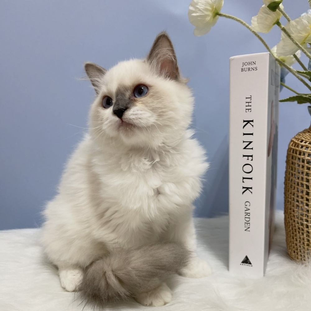 海豹手套布偶妹妹