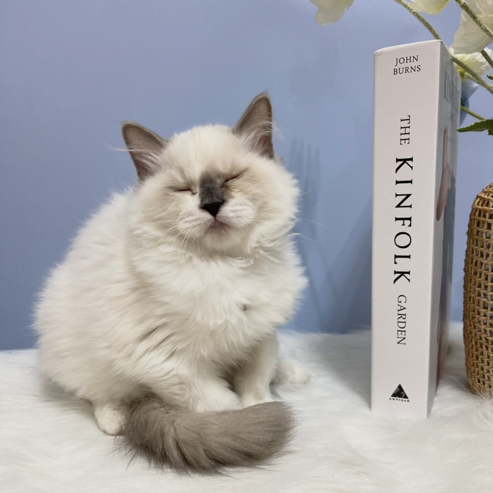 海豹手套布偶妹妹