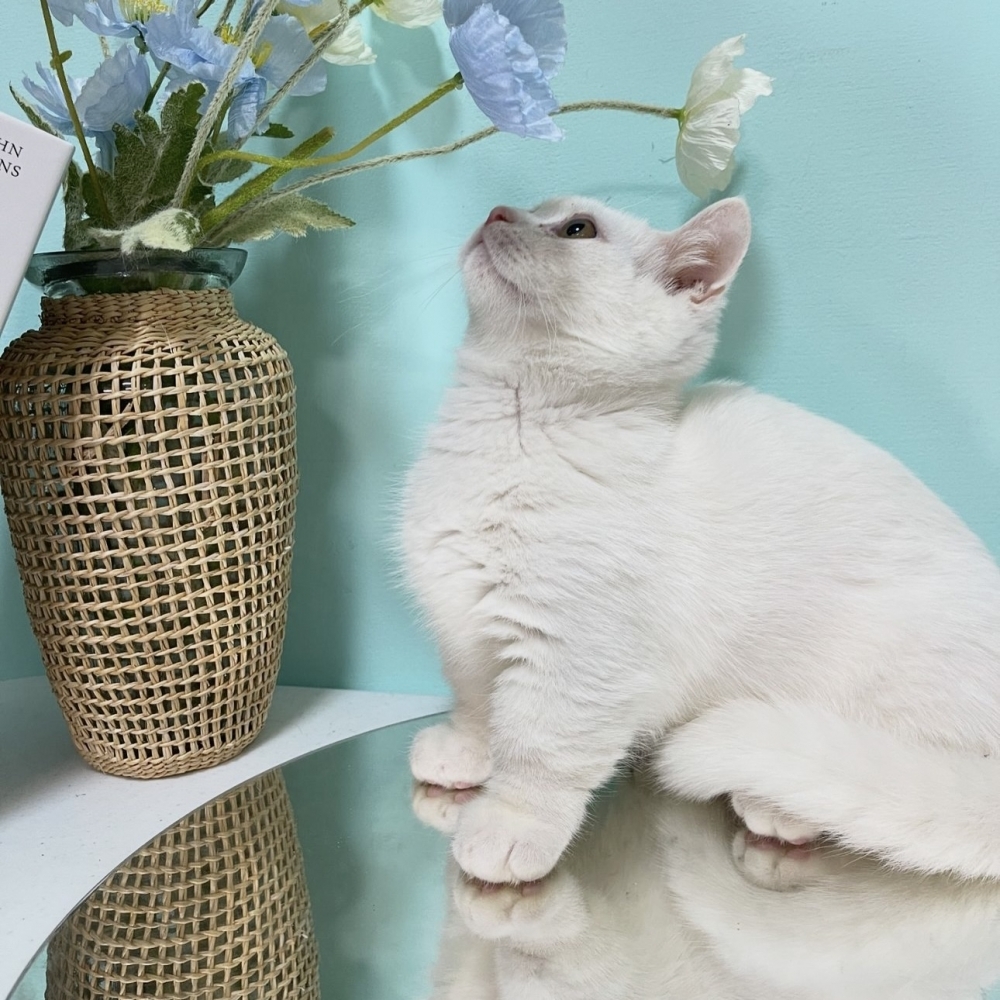 純白曼赤肯弟弟(已有家)