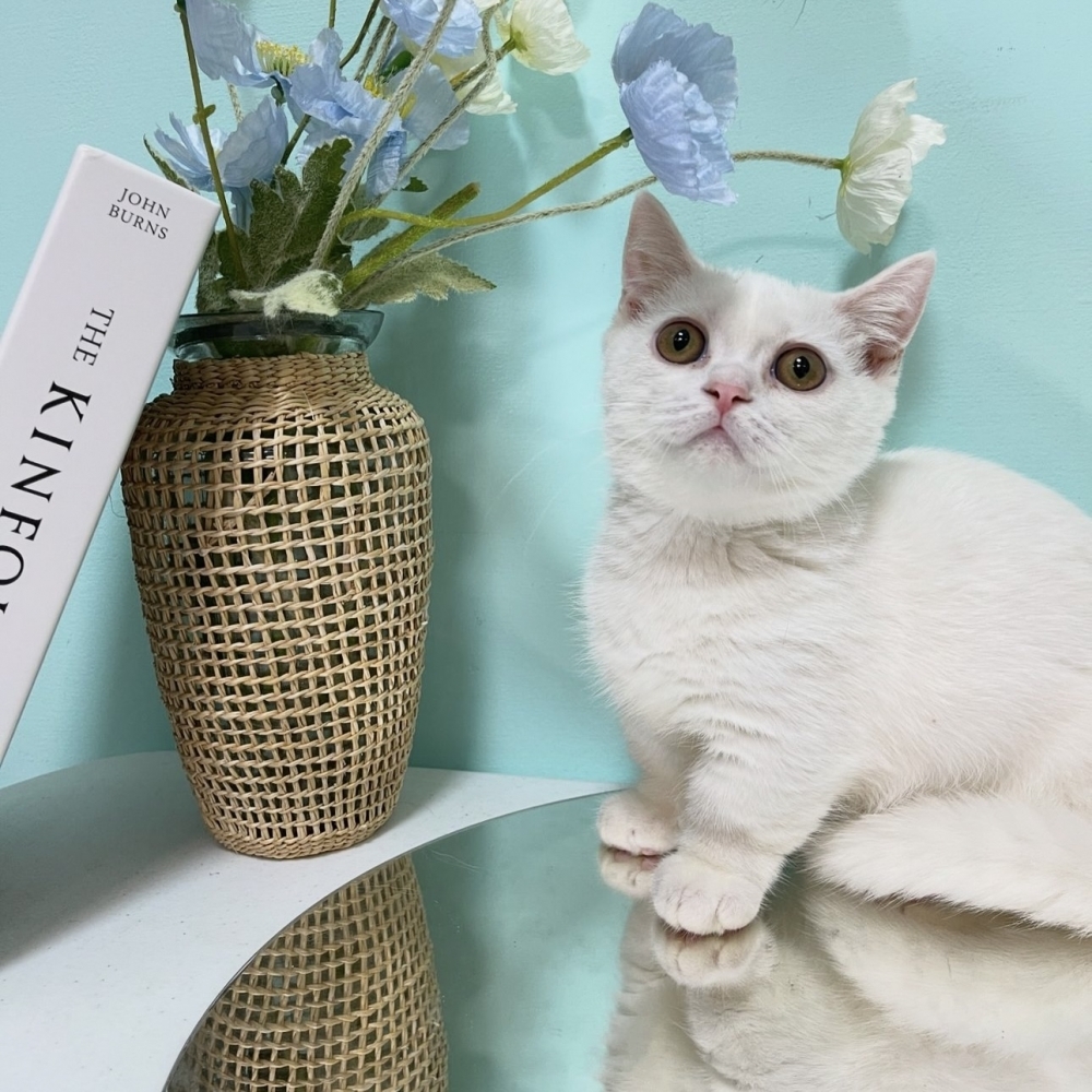 純白曼赤肯弟弟(已有家)