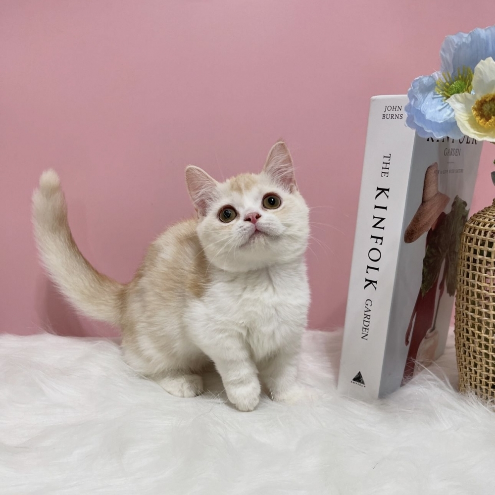 奶油+白 曼赤肯弟弟(已有家)