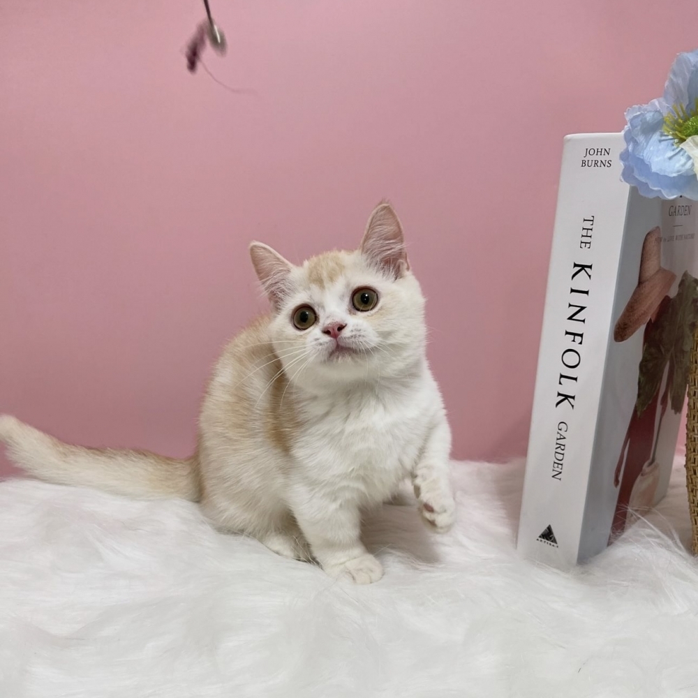 奶油+白 曼赤肯弟弟(已有家)