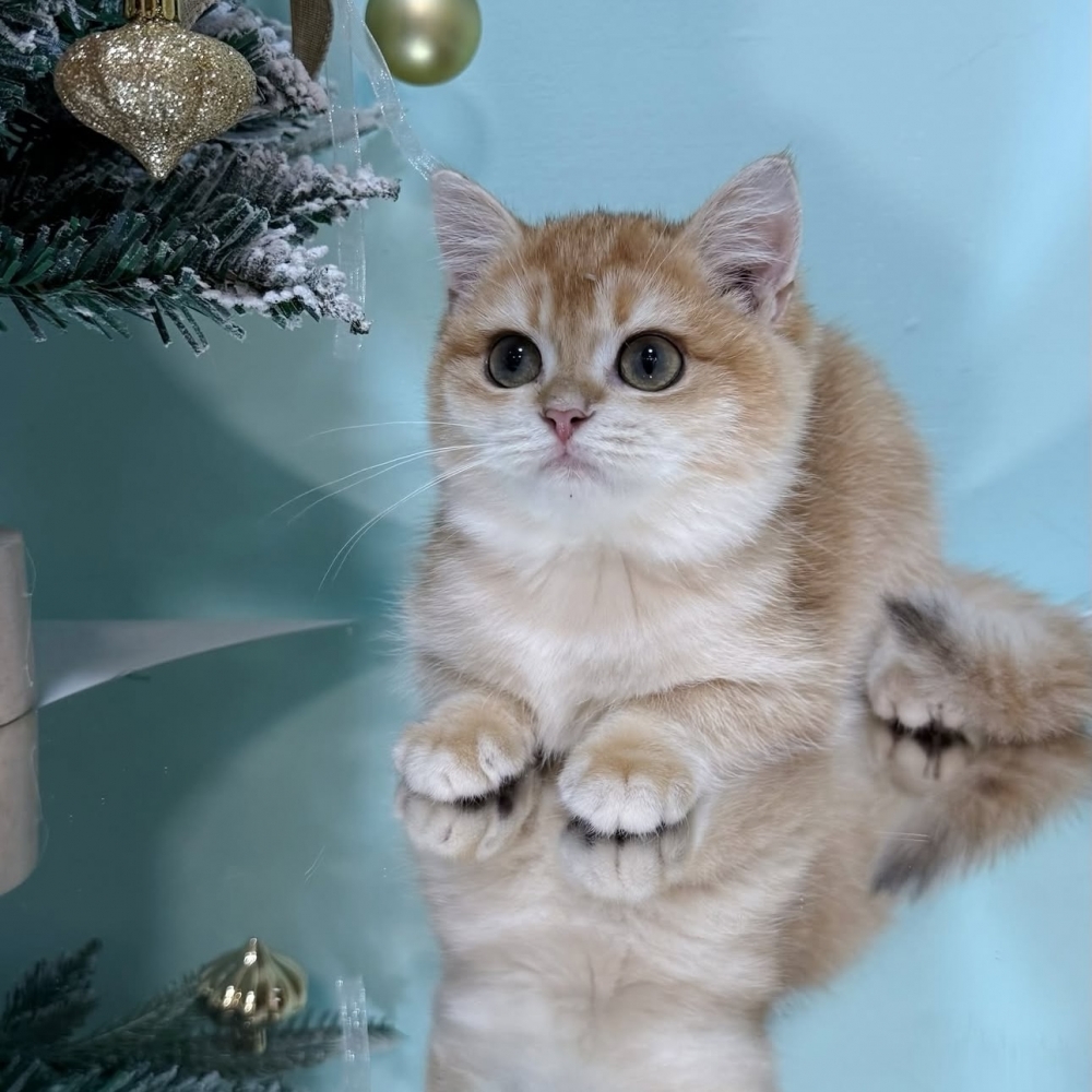 黑金漸層英短弟弟(已有家)