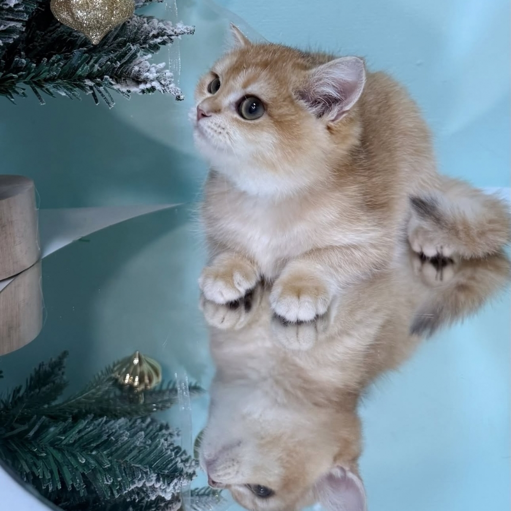 黑金漸層英短弟弟(已有家)