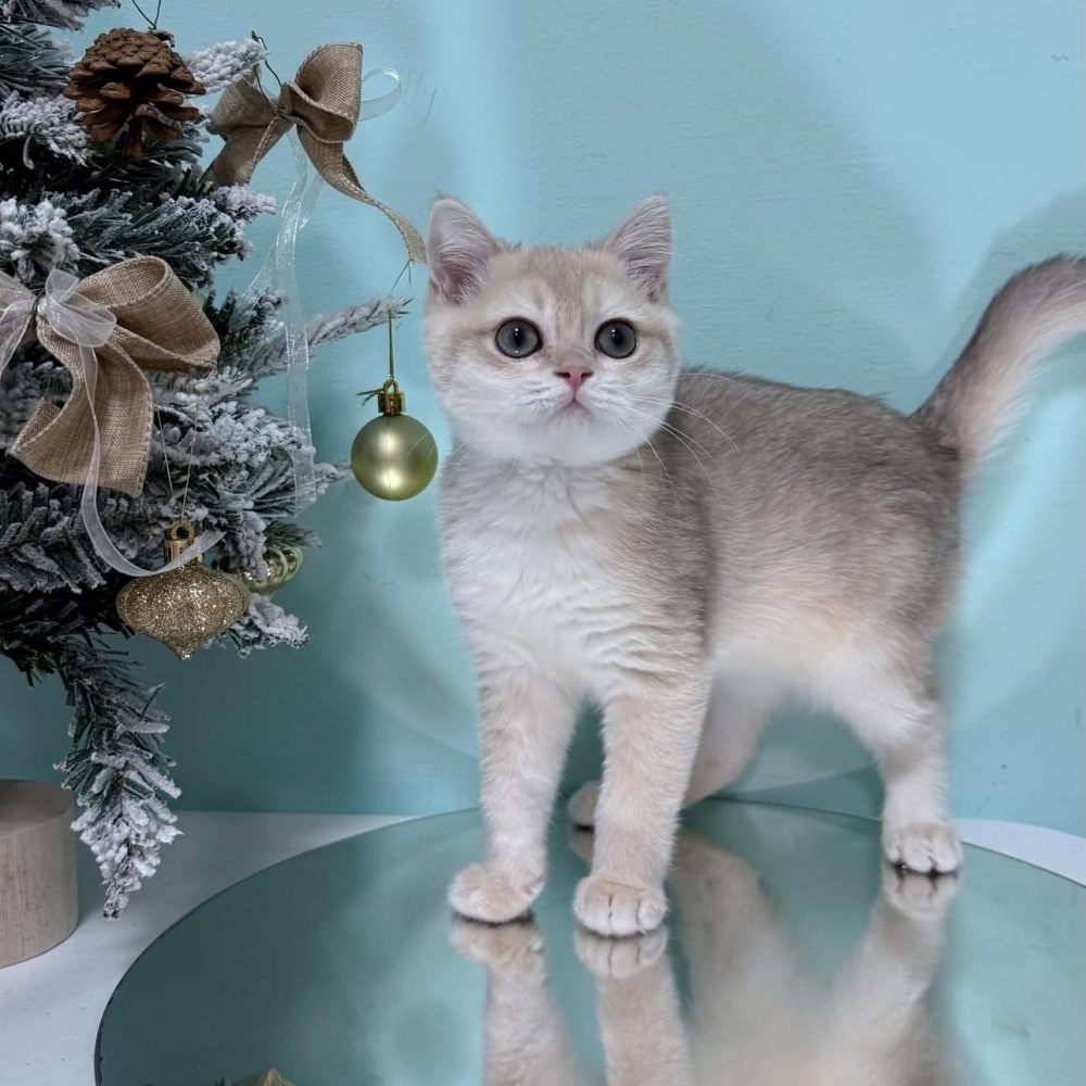 藍金漸層英短弟弟