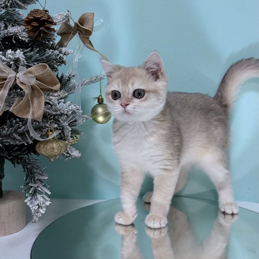 藍金漸層英短弟弟