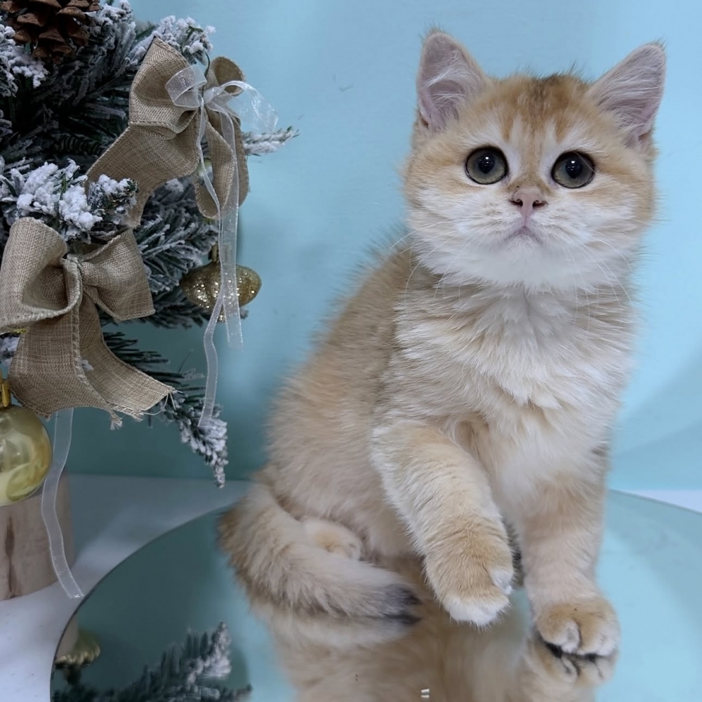 黑金漸層英短妹妹(已有家)