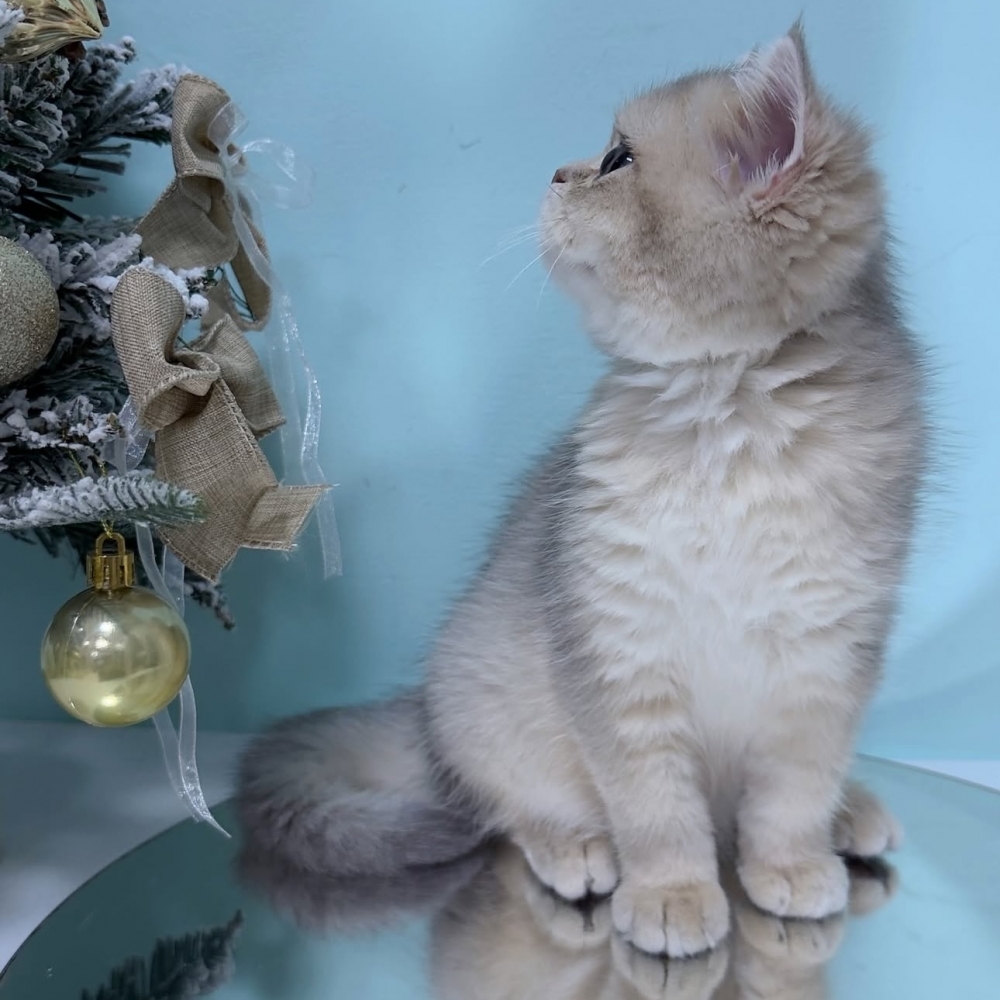 藍金漸層英短弟弟(已有家)