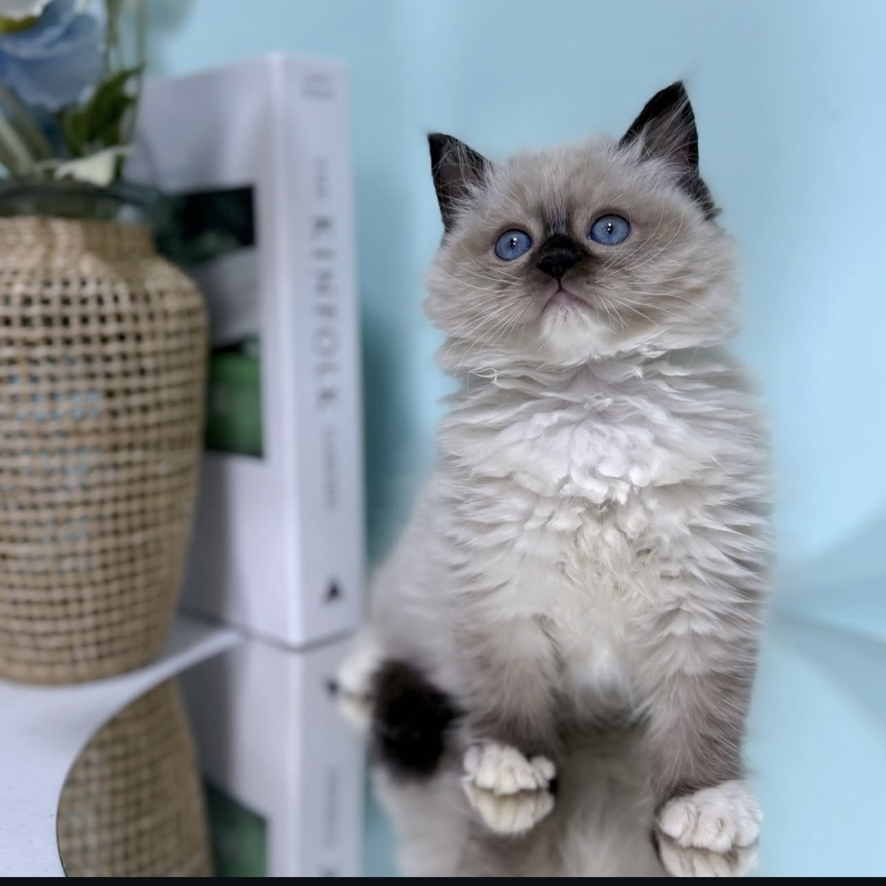 海豹手套布偶弟弟(已有家)