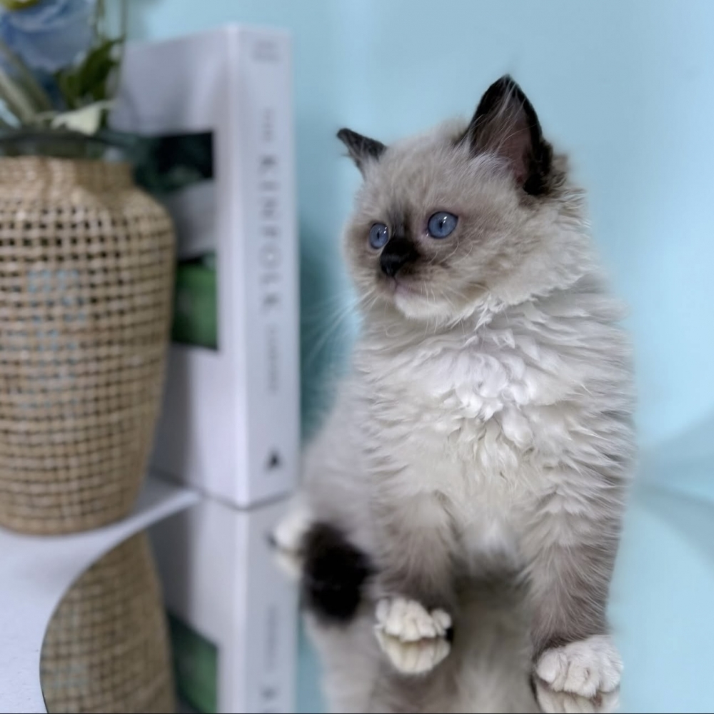 海豹手套布偶弟弟(已有家)