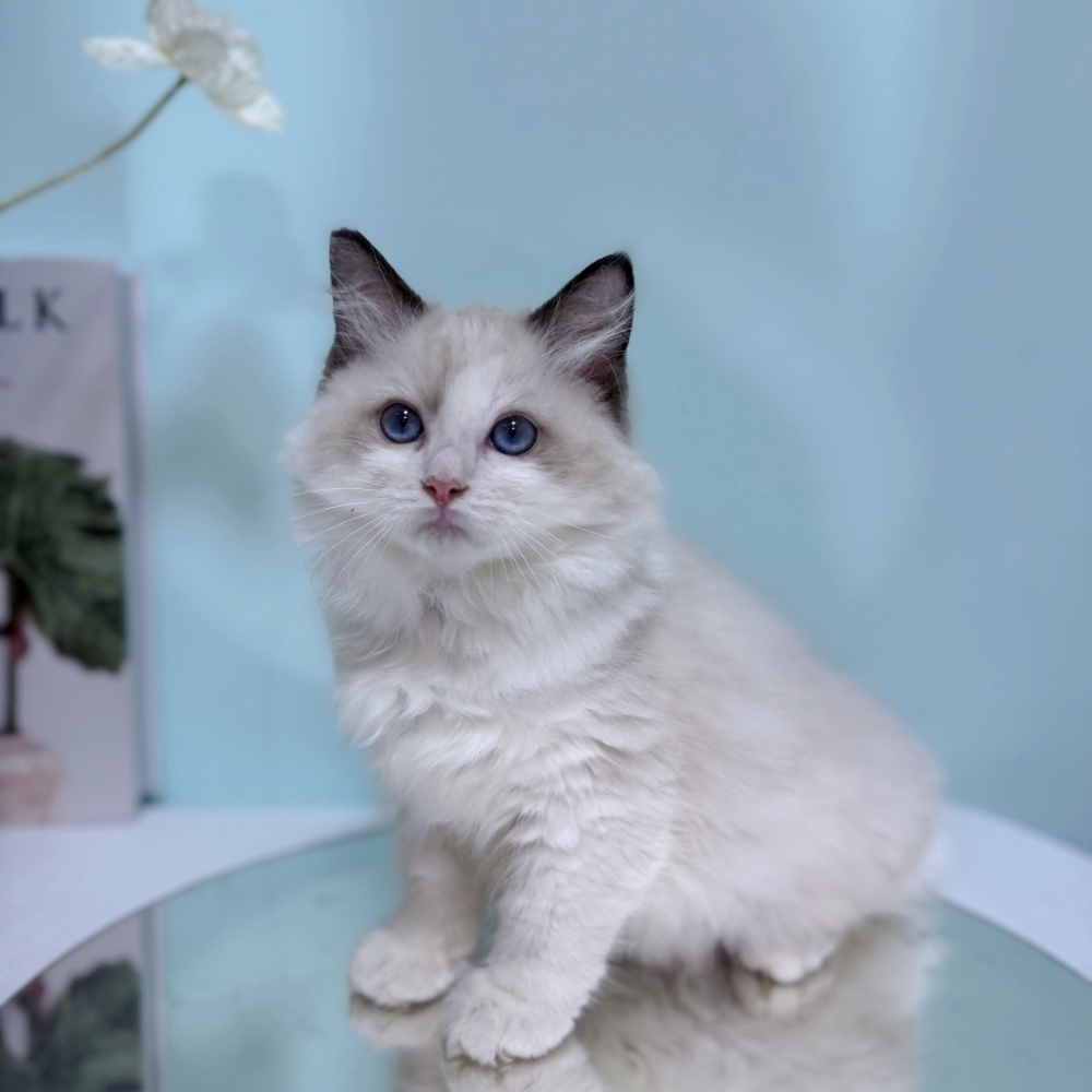 海豹雙色布偶弟弟