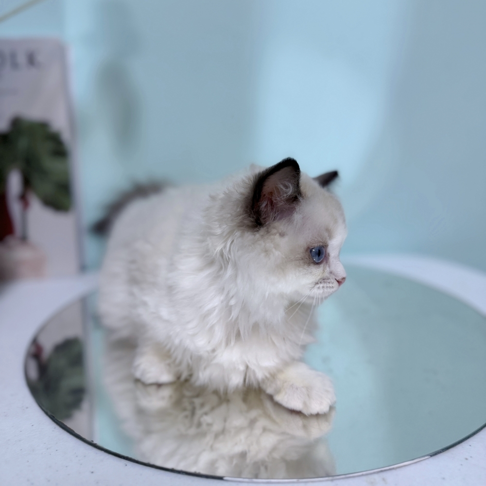 海豹雙色布偶弟弟(已有家)