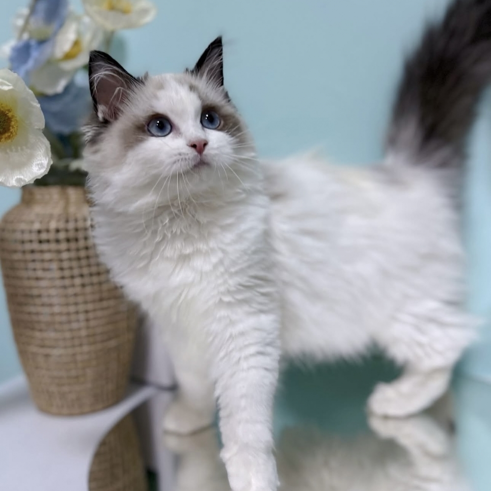 海豹雙色布偶妹妹