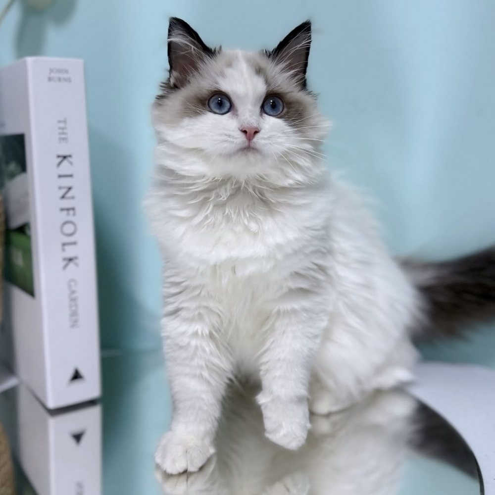 海豹雙色布偶妹妹