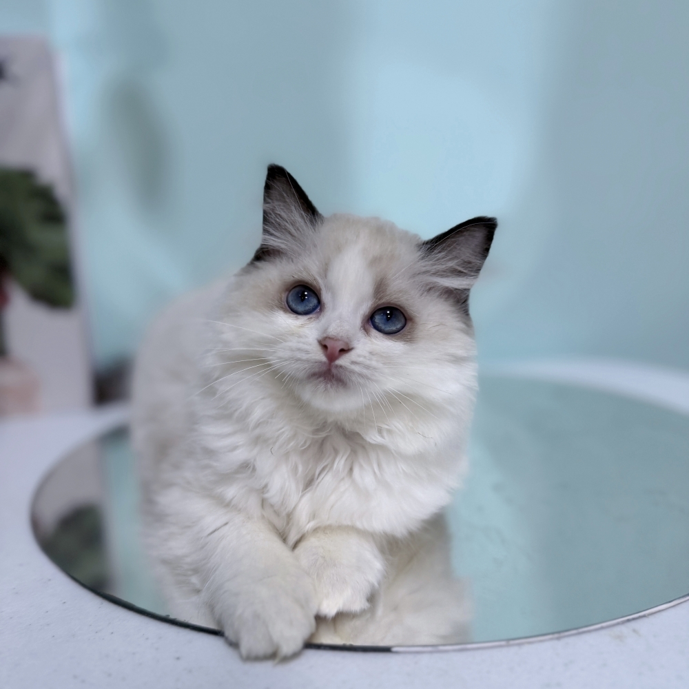 海豹雙色布偶妹妹