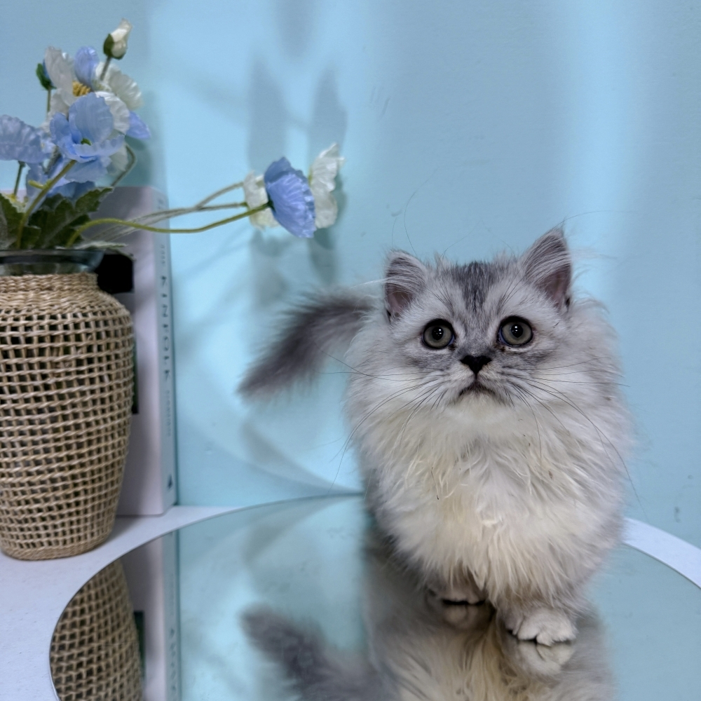 深銀小步舞曲弟弟