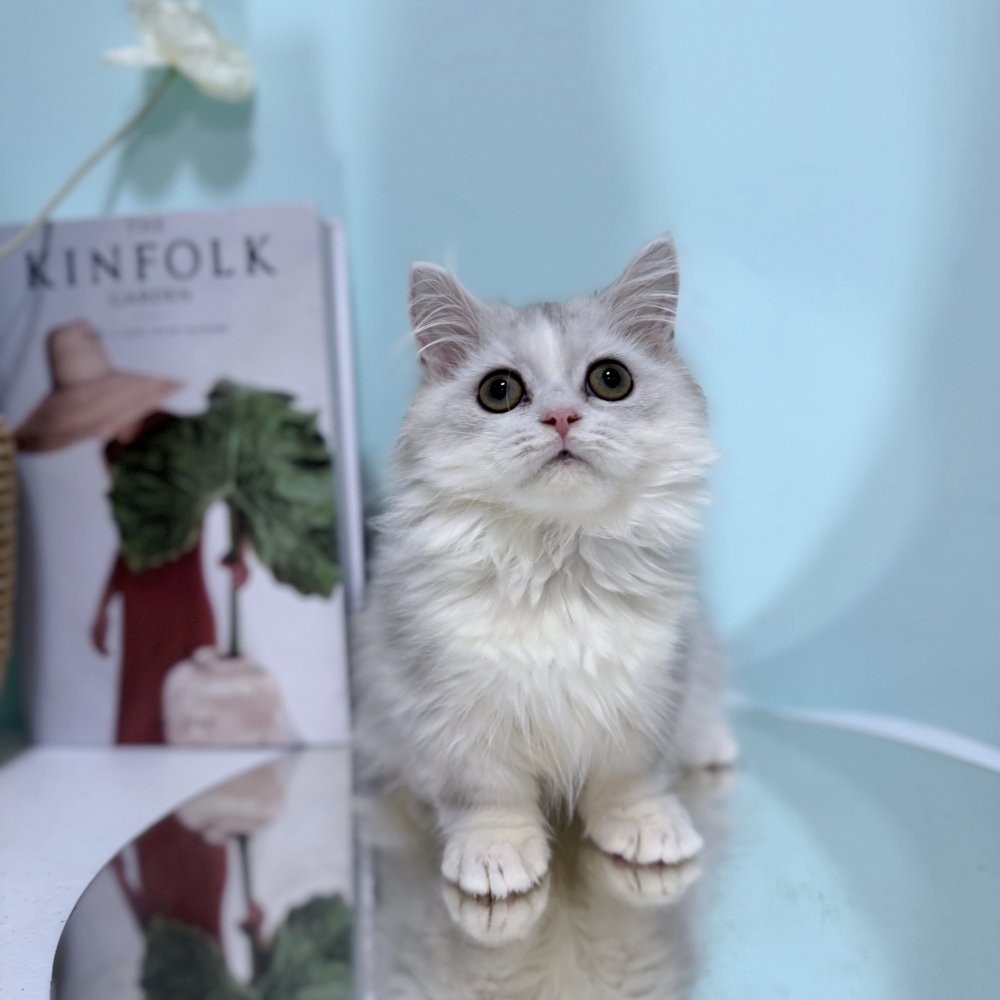 淺銀小步舞曲弟弟(已有家)