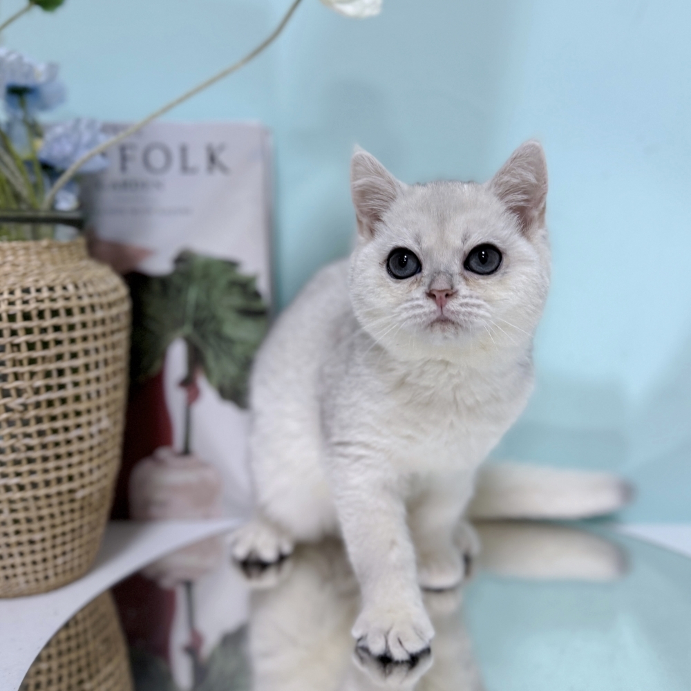 銀漸層英短弟弟(已有家)