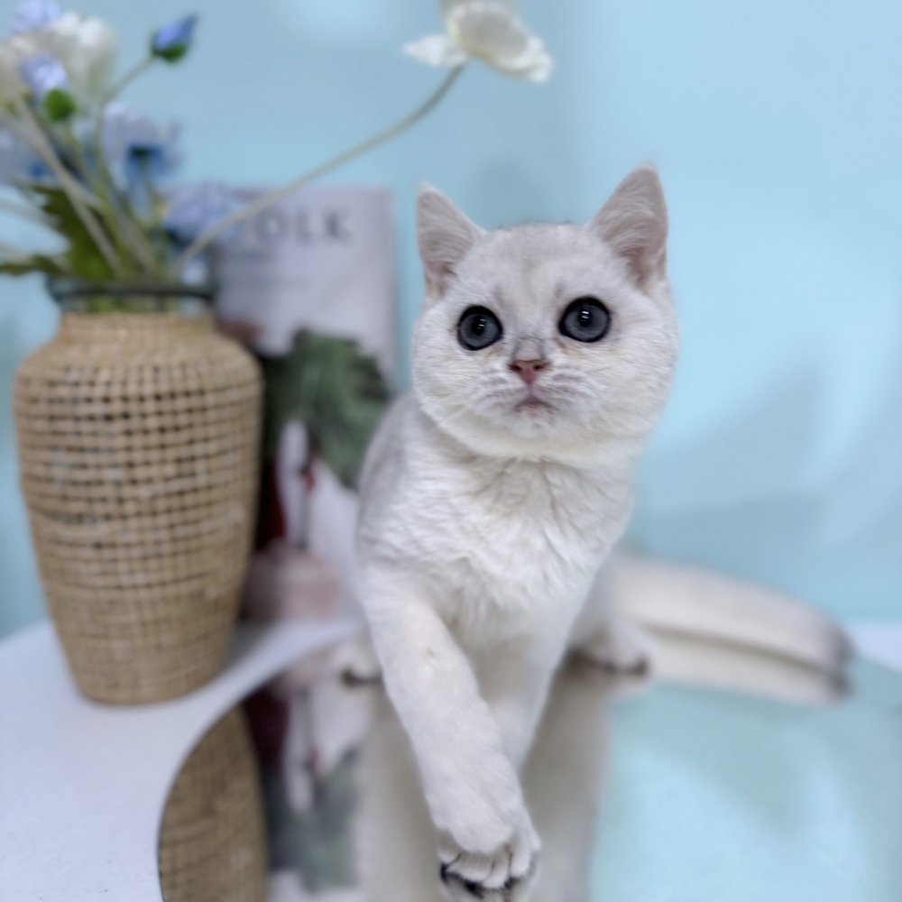 銀漸層英短弟弟(已有家)