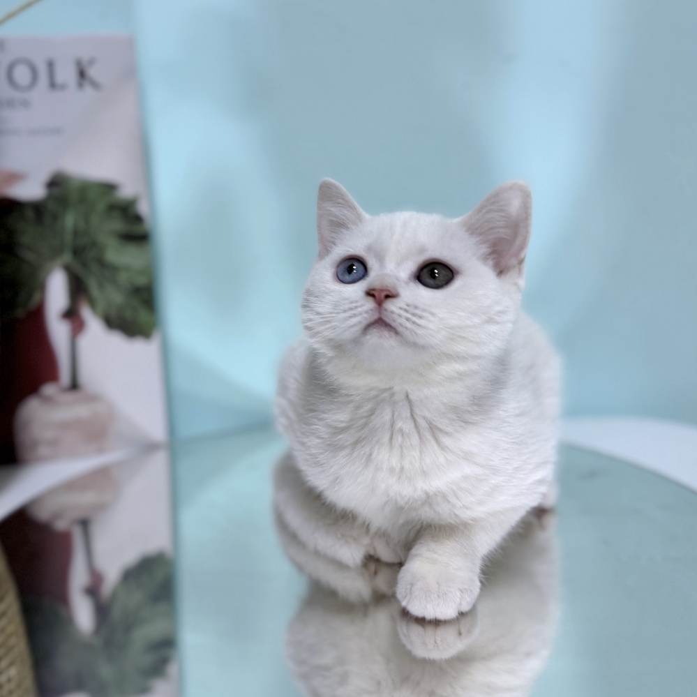 白英短異瞳妹妹(已有家)