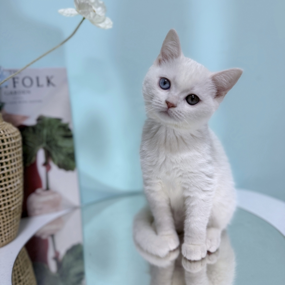 白英短異瞳妹妹(已有家)